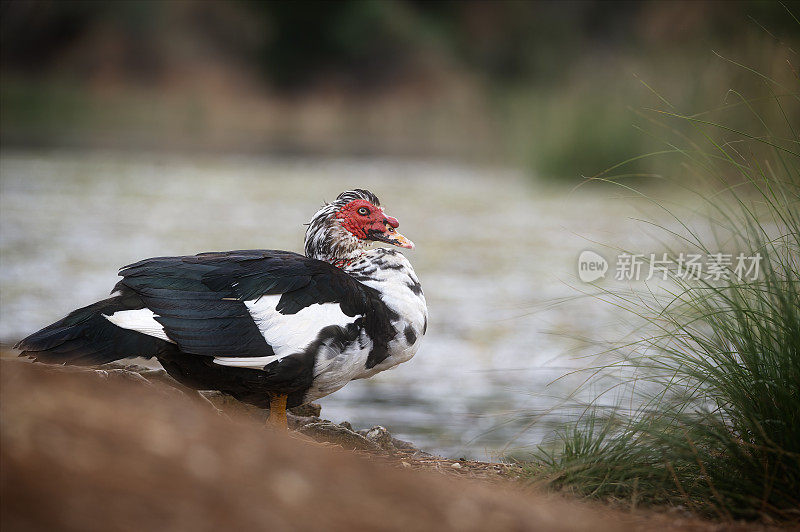 贻贝鸭子(Cairina moschata)